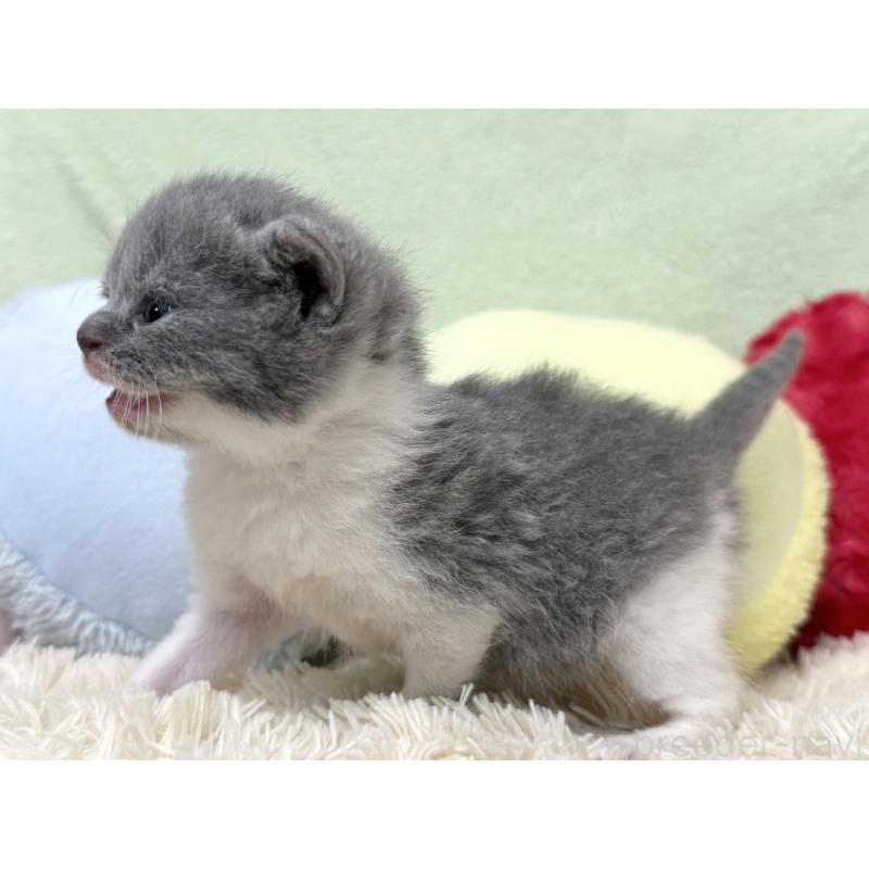 販売中の大阪府のブリティッシュショートヘア-140242の4枚目