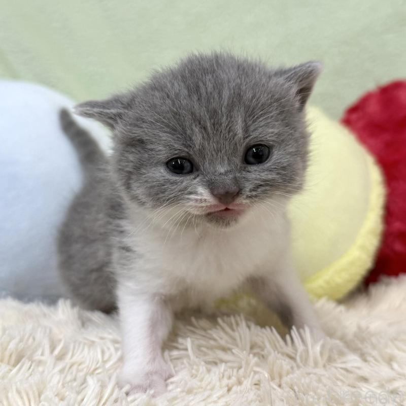 販売中の大阪府のブリティッシュショートヘア-140242の3枚目