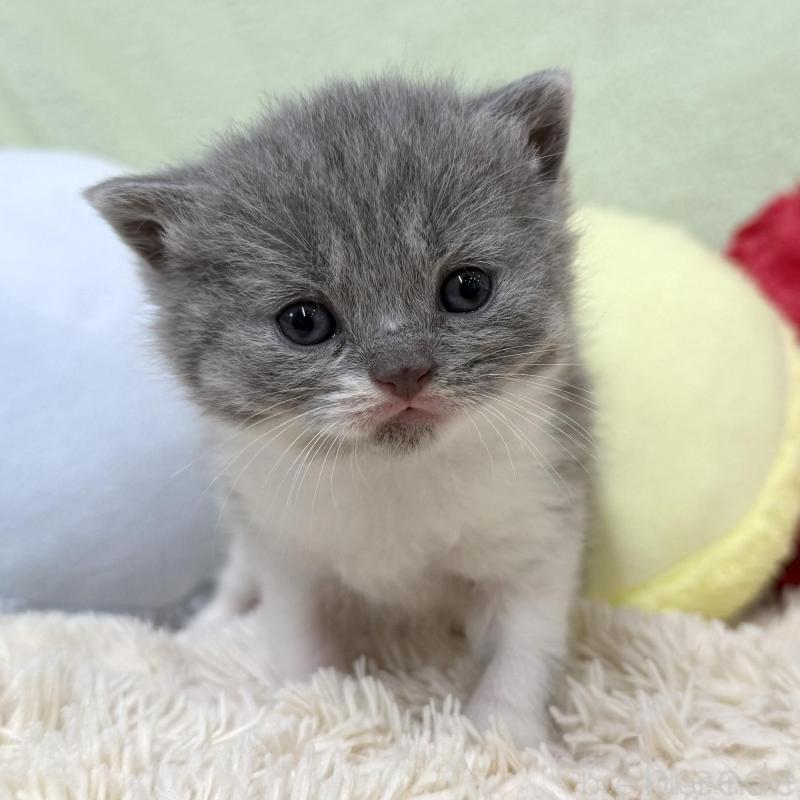 販売中の大阪府のブリティッシュショートヘア-140242の2枚目