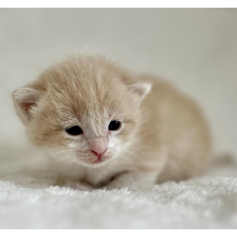 販売中の愛知県のミヌエット-140243の7枚目