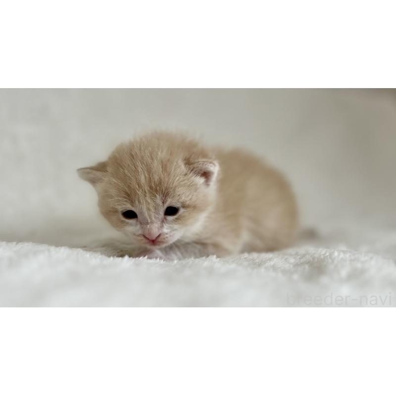 販売中の愛知県のミヌエット-140243の6枚目