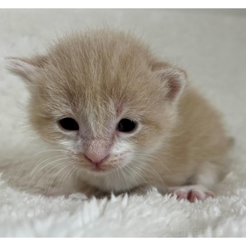 販売中の愛知県のミヌエット-140243の5枚目