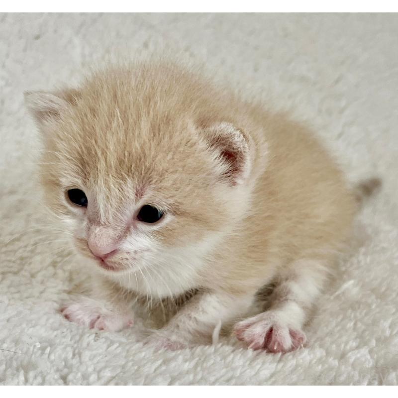 販売中の愛知県のミヌエット-140243の3枚目