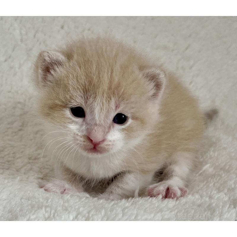 販売中の愛知県のミヌエット-140243の4枚目