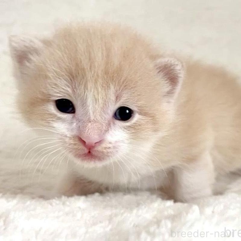 販売中の愛知県のミヌエット-140243