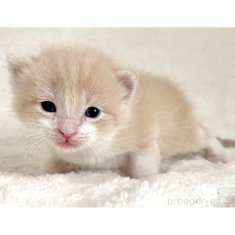 販売中の愛知県のミヌエット-140243の2枚目