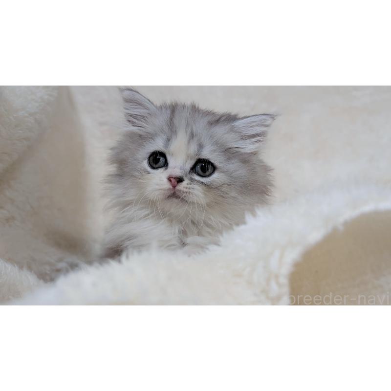 販売中の宮城県のスコティッシュフォールド-140244の7枚目