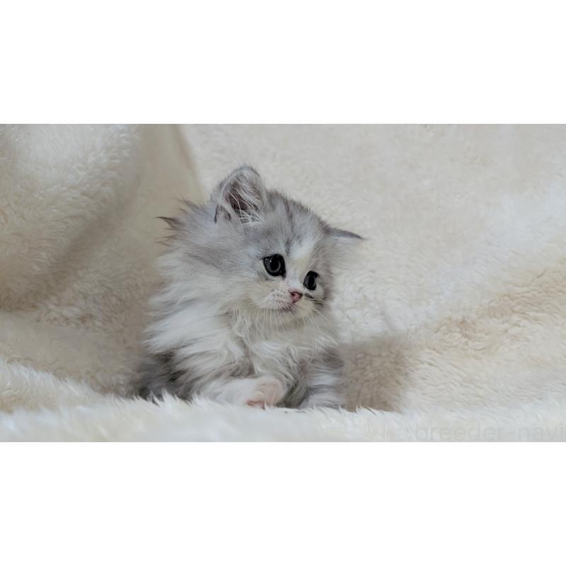 販売中の宮城県のスコティッシュフォールド-140244の5枚目