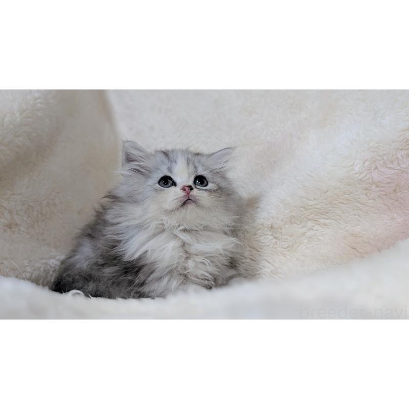 販売中の宮城県のスコティッシュフォールド-140244の4枚目