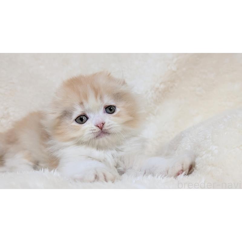 販売中の宮城県のスコティッシュフォールド-140246の9枚目