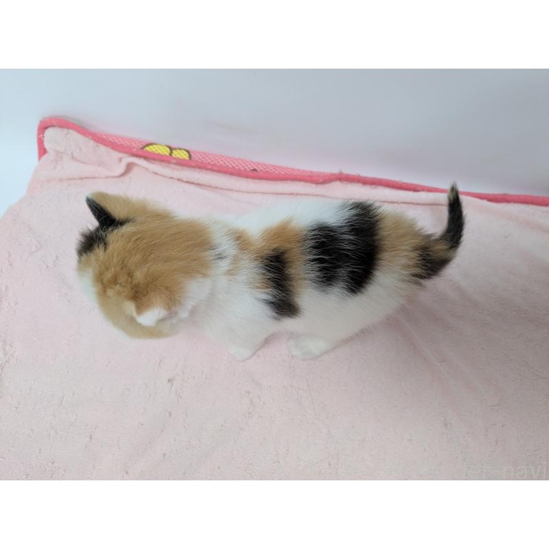 販売中の長野県のスコティッシュストレート-140249の10枚目