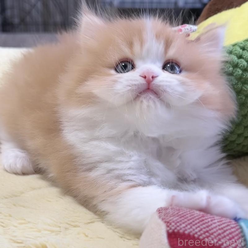 販売中の岐阜県のミヌエット-140247の6枚目