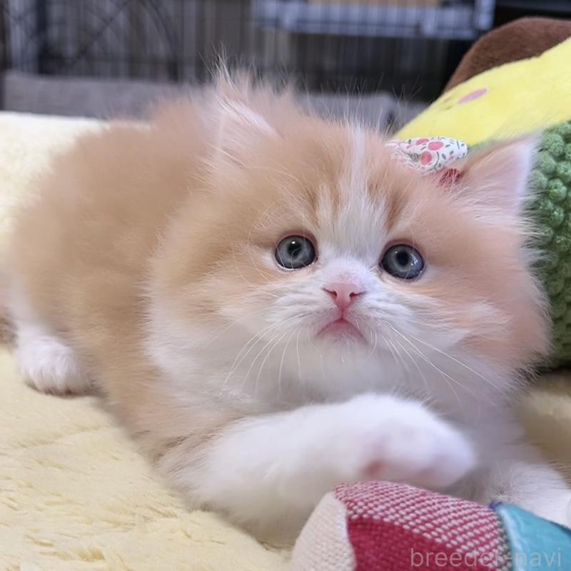 販売中の岐阜県のミヌエット-140247の5枚目