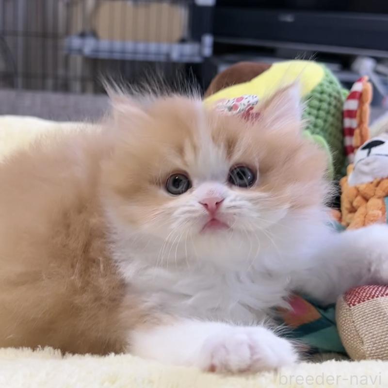 販売中の岐阜県のミヌエット-140247の1枚目