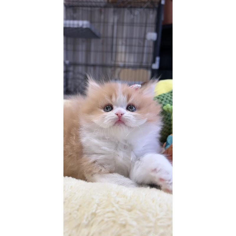 販売中の岐阜県のミヌエット-140247の4枚目