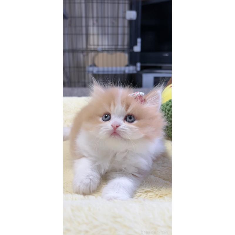 販売中の岐阜県のミヌエット-140247の3枚目