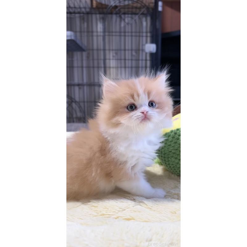 販売中の岐阜県のミヌエット-140247の2枚目