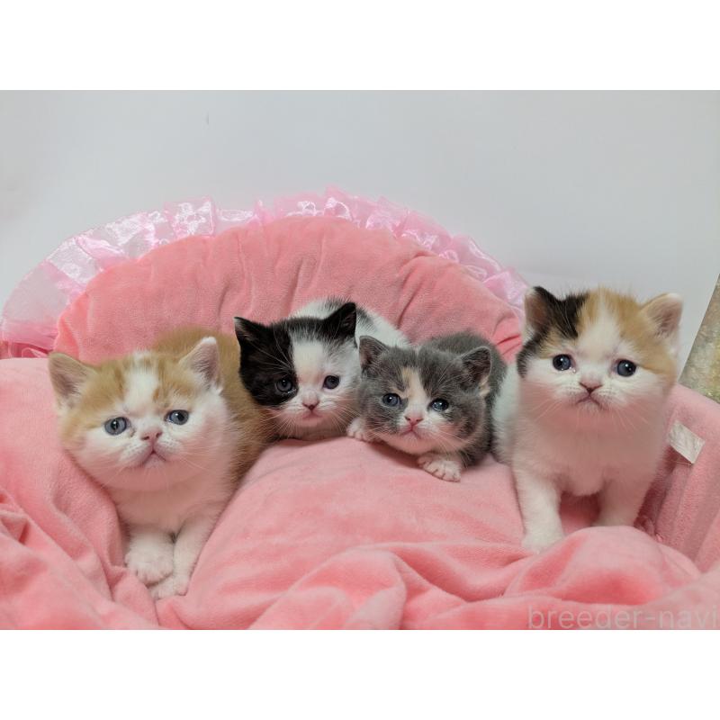 販売中の長野県のスコティッシュストレート-140249の7枚目