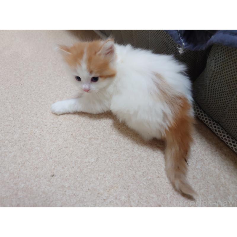 販売中の埼玉県のノルウェージャンフォレストキャット-140248の8枚目