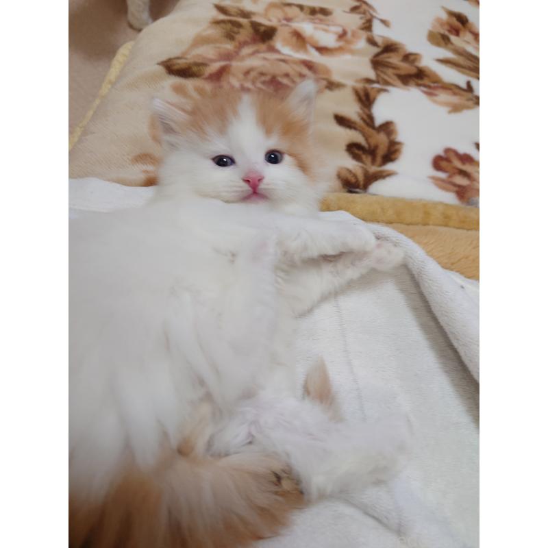 販売中の埼玉県のノルウェージャンフォレストキャット-140248の7枚目