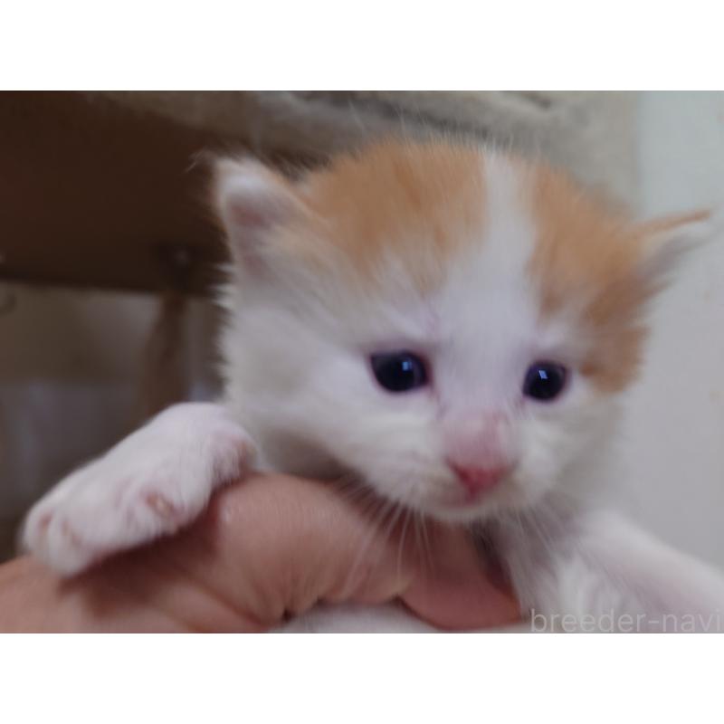 販売中の埼玉県のノルウェージャンフォレストキャット-140248の6枚目