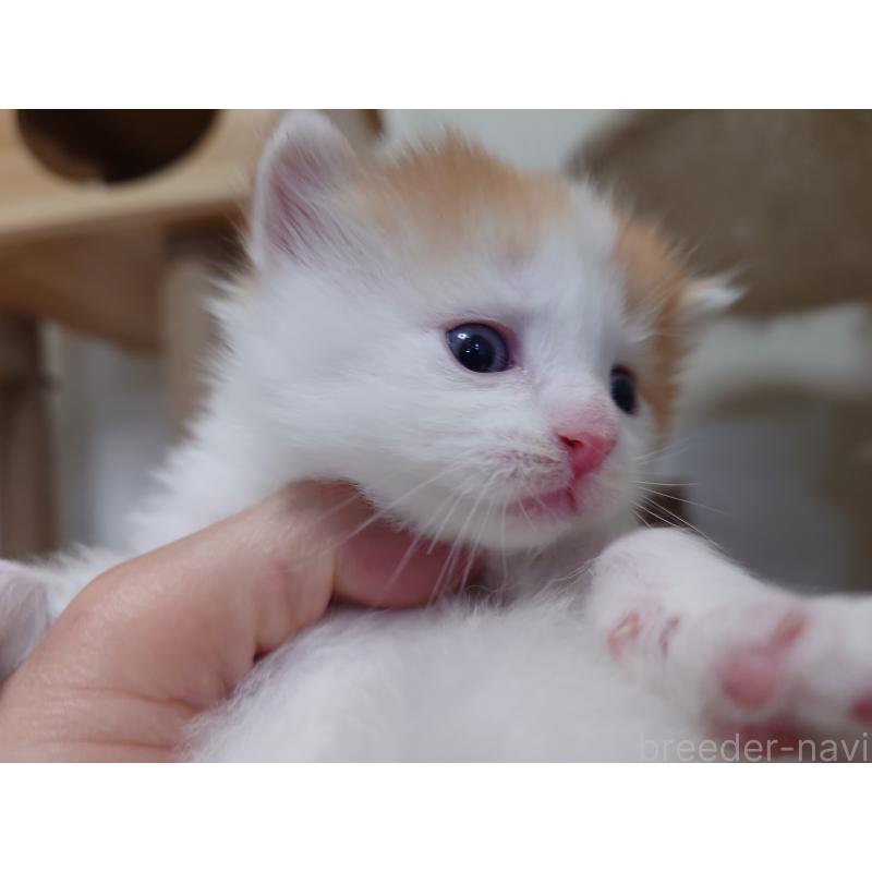 販売中の埼玉県のノルウェージャンフォレストキャット-140248の5枚目