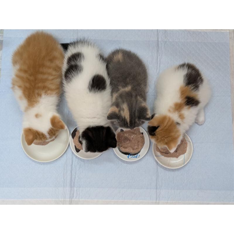 販売中の長野県のスコティッシュストレート-140249の6枚目