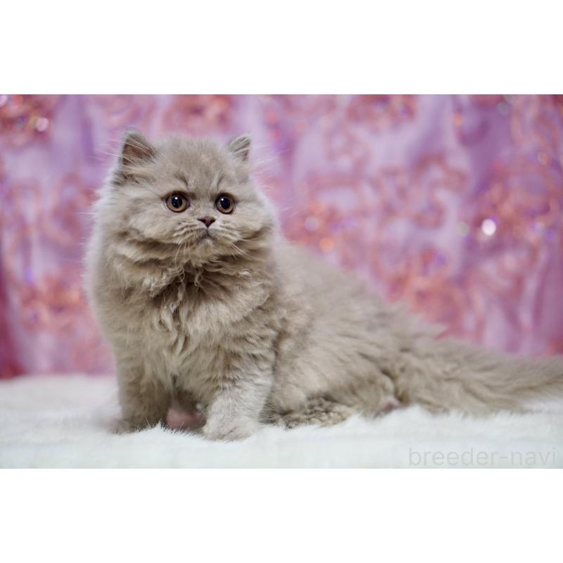 販売中の滋賀県のブリティッシュショートヘア-140250の10枚目