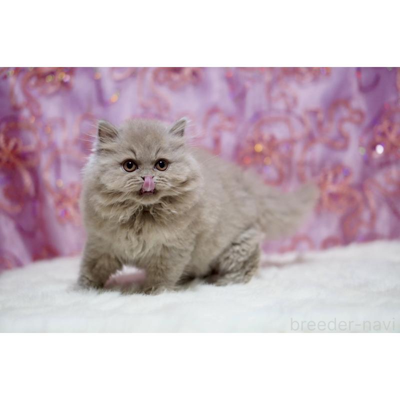 販売中の滋賀県のブリティッシュショートヘア-140250の9枚目