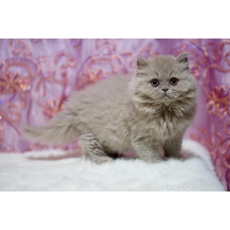 販売中の滋賀県のブリティッシュショートヘア-140250の8枚目