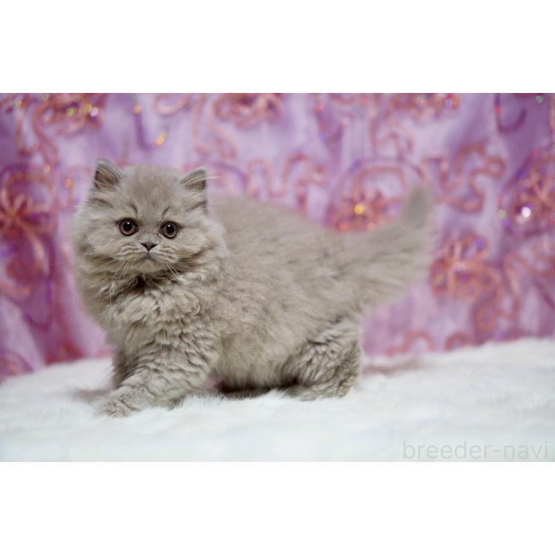 販売中の滋賀県のブリティッシュショートヘア-140250の7枚目