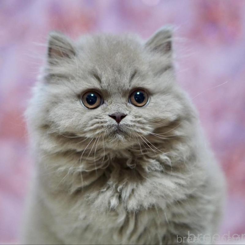 販売中ののブリティッシュショートヘア-140250