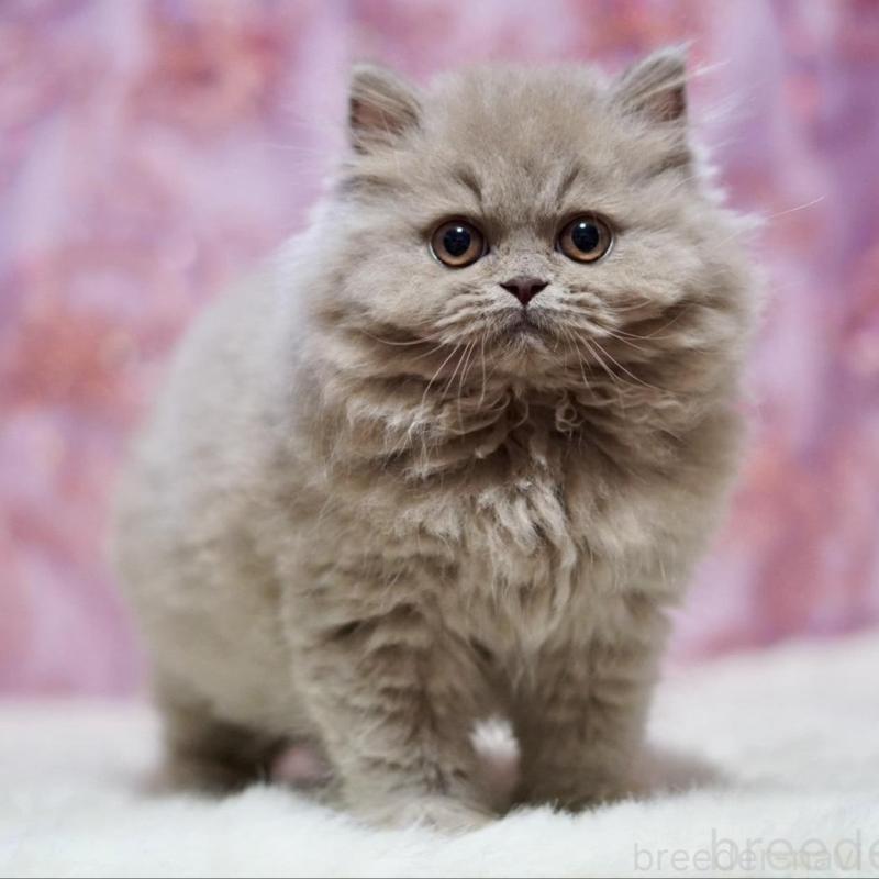 販売中の滋賀県のブリティッシュショートヘア-140250の6枚目