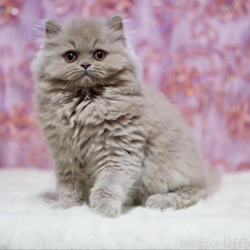 販売中の滋賀県のブリティッシュショートヘア-140250の5枚目