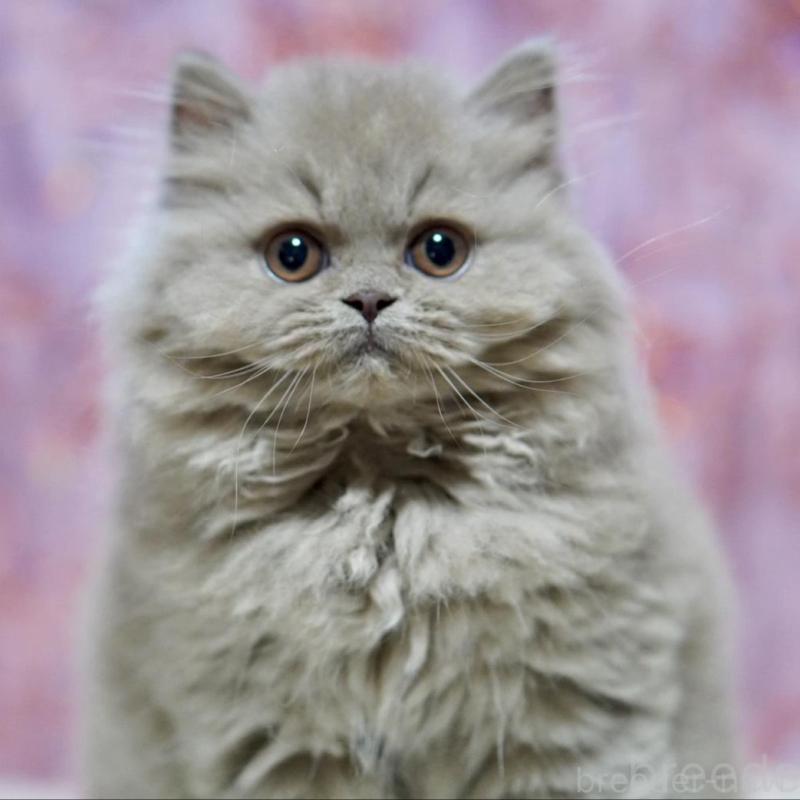 販売中の滋賀県のブリティッシュショートヘア-140250の4枚目