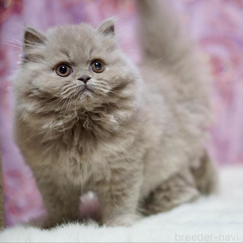 販売中の滋賀県のブリティッシュショートヘア-140250の3枚目