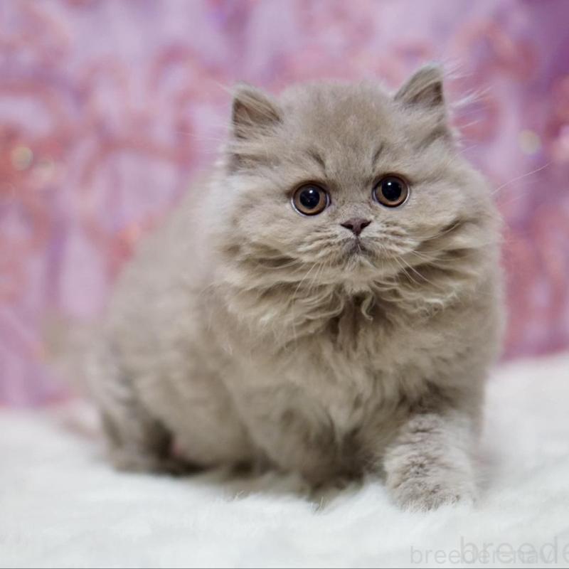 販売中の滋賀県のブリティッシュショートヘア-140250の2枚目