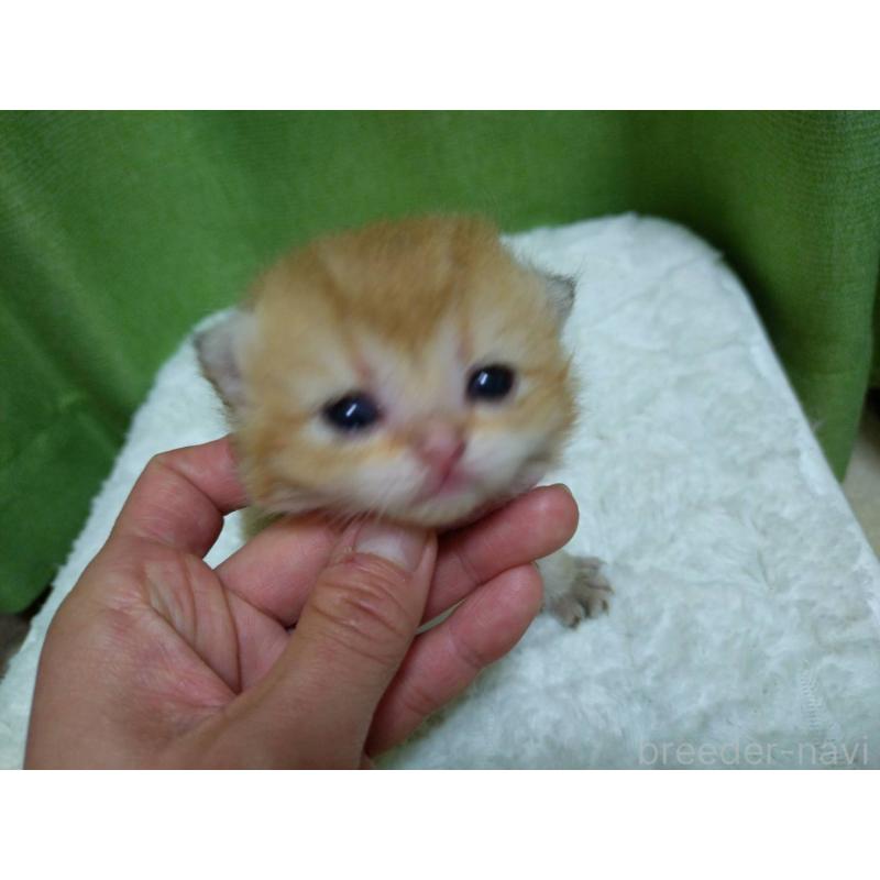 販売中の大阪府のブリティッシュショートヘア-140251の8枚目