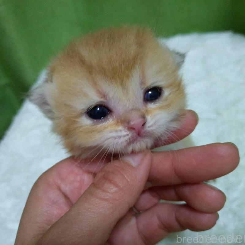 販売中の大阪府のブリティッシュショートヘア-140251