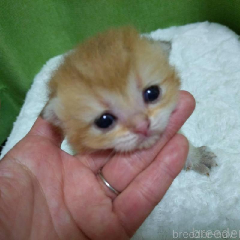 販売中の大阪府のブリティッシュショートヘア-140251の7枚目