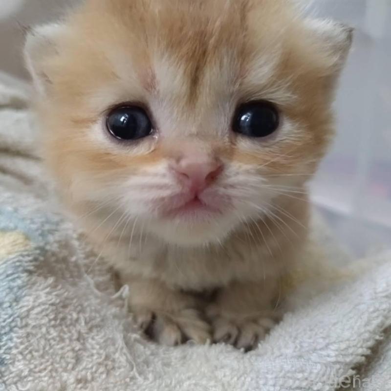 販売中の大阪府のブリティッシュショートヘア-140251の5枚目