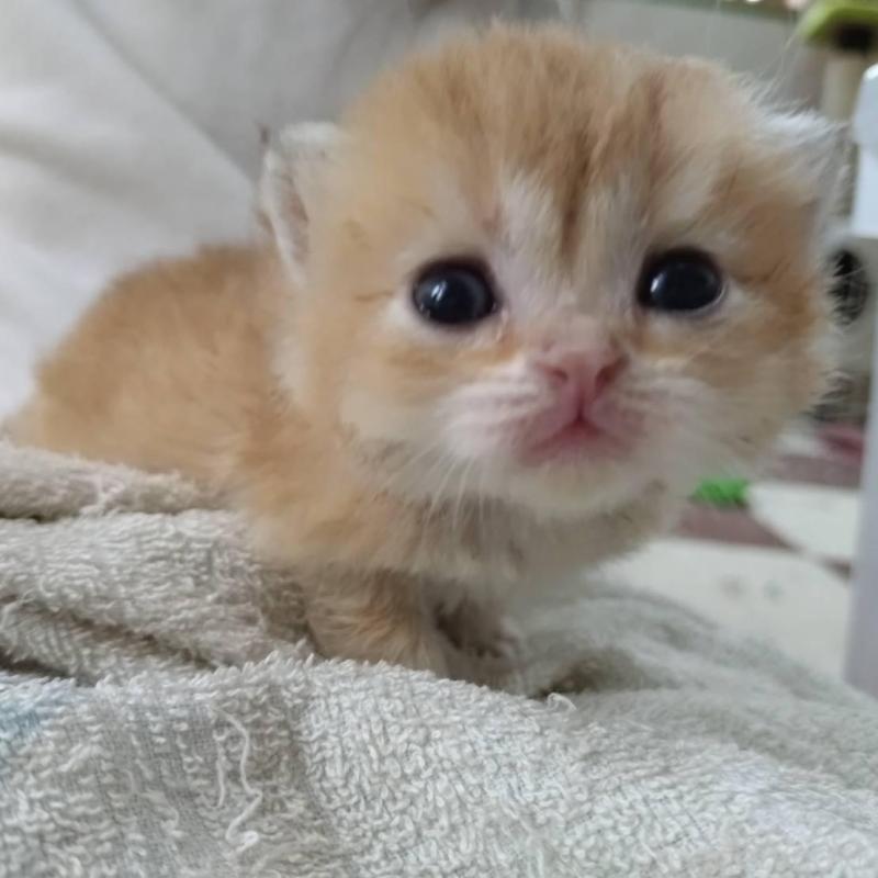 販売中の大阪府のブリティッシュショートヘア-140251の4枚目