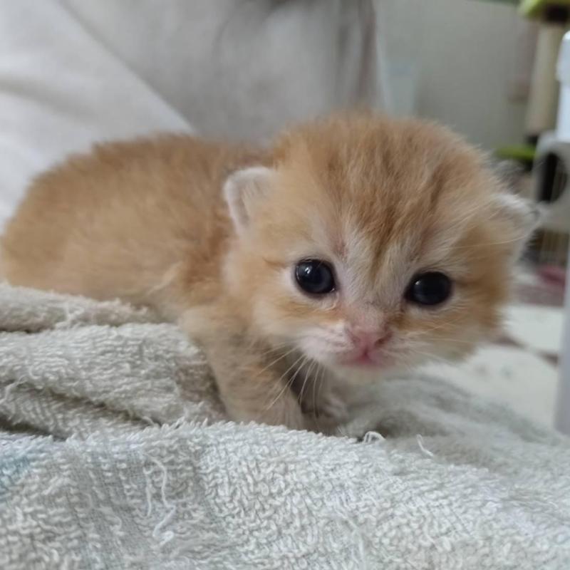 販売中の大阪府のブリティッシュショートヘア-140251の3枚目