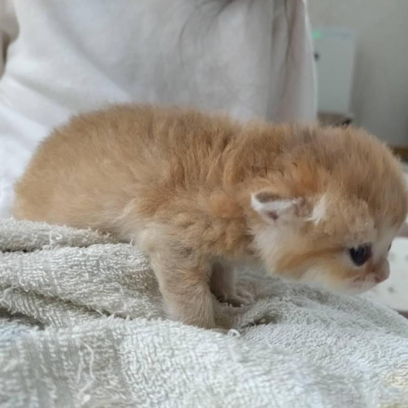 販売中の大阪府のブリティッシュショートヘア-140251の2枚目