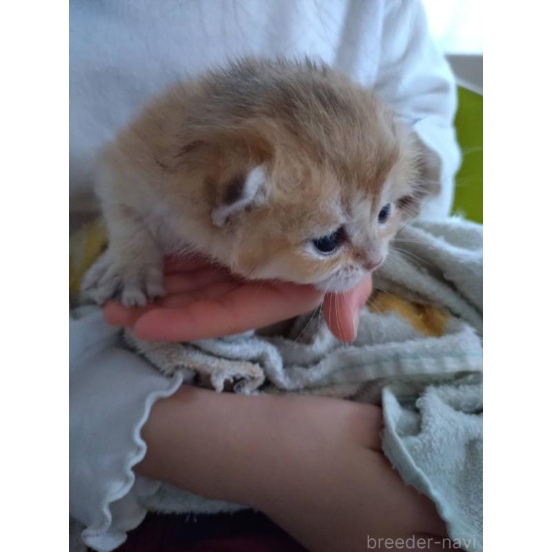 販売中の大阪府のブリティッシュショートヘア-140252の12枚目