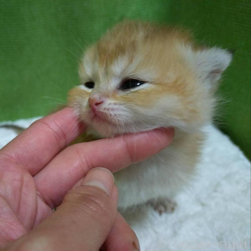 販売中の大阪府のブリティッシュショートヘア-140252の11枚目