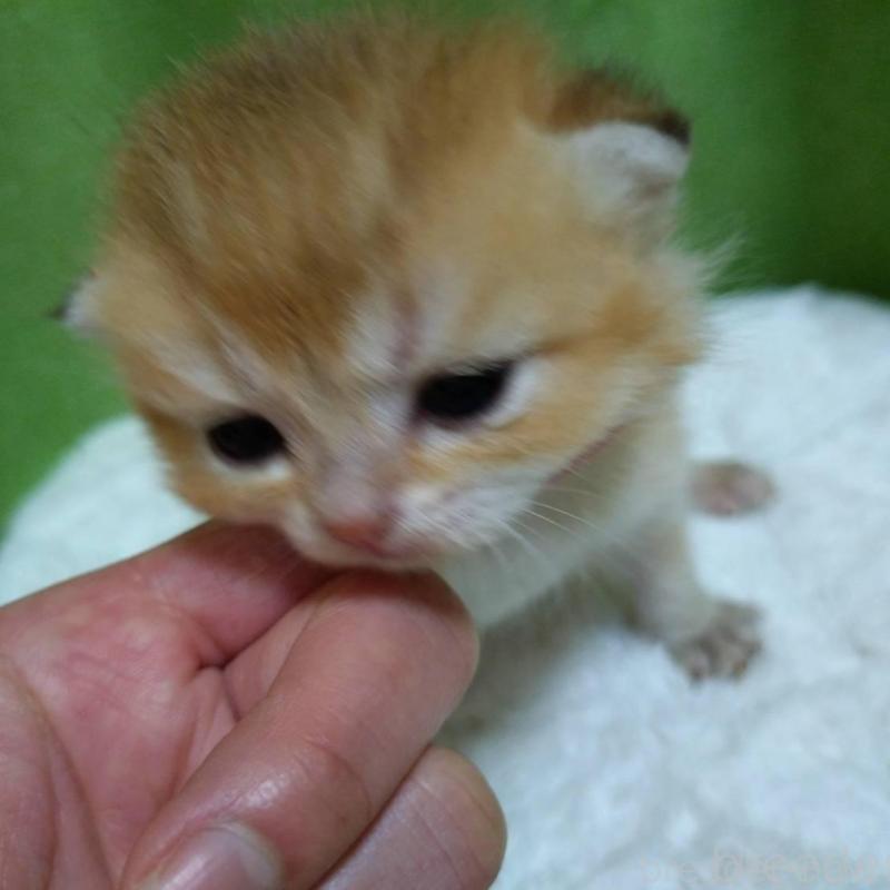 販売中の大阪府のブリティッシュショートヘア-140252の10枚目