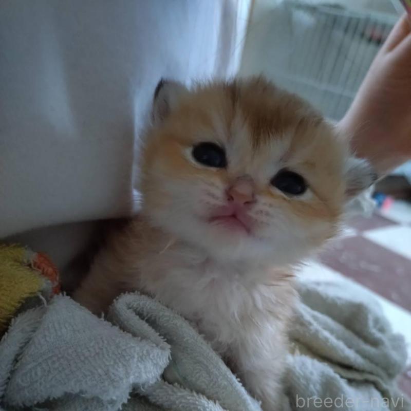 販売中の大阪府のブリティッシュショートヘア-140252