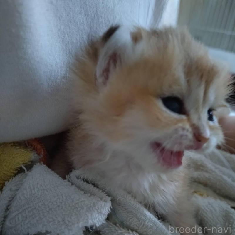 販売中の大阪府のブリティッシュショートヘア-140252の9枚目