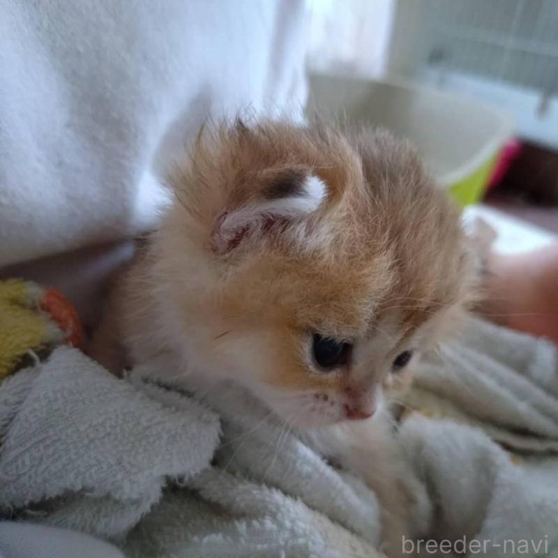 販売中の大阪府のブリティッシュショートヘア-140252の8枚目